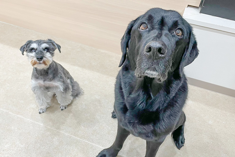 「預かり」でなく「幼稚園」