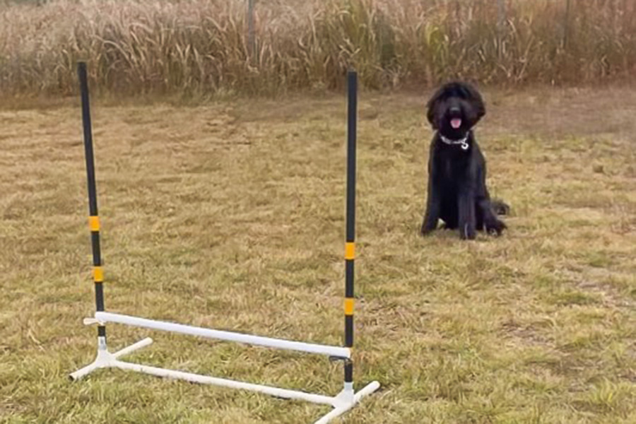 アジリティスポーツ