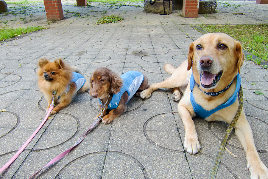 出張トレーニング