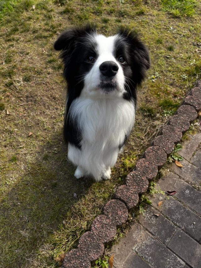 ボーダーコリーのアンジュがやってきました✨
ボール遊びの時の動きがさすがです👍
#ボーダーコリー
#ボール遊び
#gootraining  #goo_training #ドッグトレーナー　#訓練士　#稲沢　#一宮
#江南　#岩倉　#清洲　#出張ドッグトレーナー 
#犬のしつけ　#いぬ　#犬　#ふわもこ部
#いぬすたぐらむ　#らぶすたぐらむ
#愛犬　#犬のいる暮らし　#ペット
#dog #labradorretriver  #pet
#instadog #dogstagram