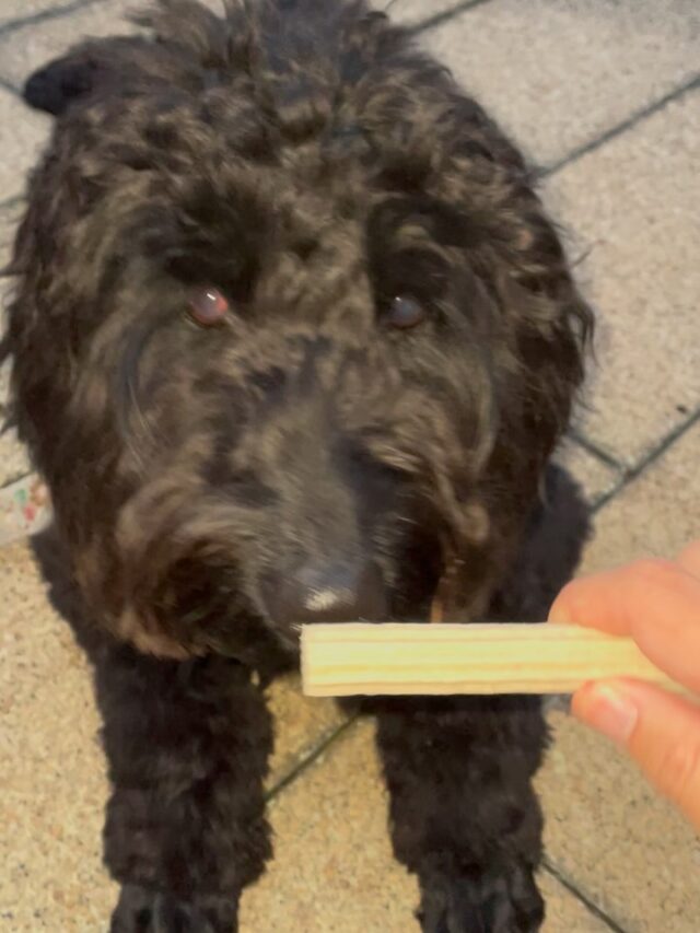 ウィルのしつけの時に歯磨きガムあげました😊
手を噛まないで上手に食べれました✨
#ゴールデンドゥードゥル
#トットラン
#アジリティトレーニング
#歯磨きガム
#gootraining  goo_training ドッグトレーナー　訓練士　稲沢　一宮
江南　岩倉　清洲　出張ドッグトレーナー 
犬のしつけ　いぬ　犬　ふわもこ部
いぬすたぐらむ　らぶすたぐらむ
愛犬　犬のいる暮らし　
dog labradorretriver  pet
instadog dogstagram