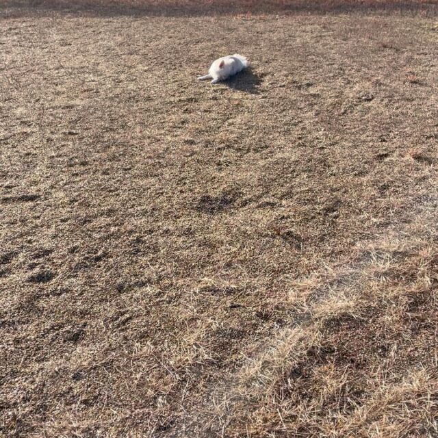 ツムのしつけ✨
むちゃくちゃ寒いなか頑張りました😊
#犬のしつけ
#ラブラドールレトリーバー
#ミックス犬
#ドッグトレーニング
#一宮市