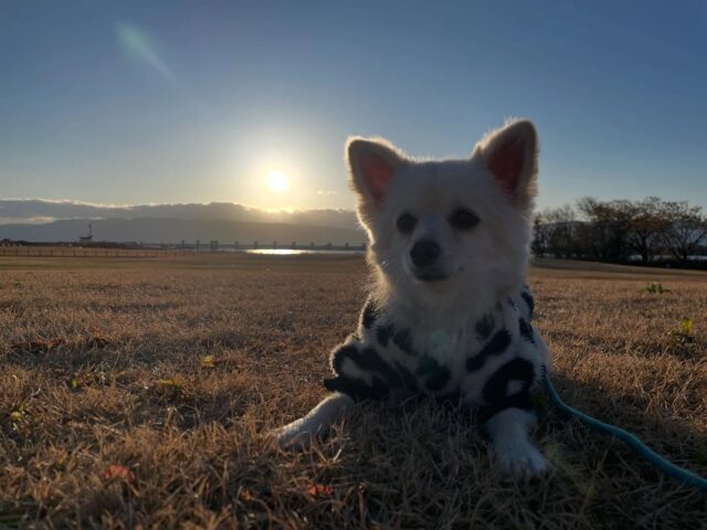 ミックス犬のツムのしつけ✨
色々な状況での伏せトレーニング‼️
何とか上手に出来ました😊

出張ドッグトレーナー
GOOTRAINGING
川辺琢也
愛知県稲沢市　一宮市　江南市他
TEL 080-3076-2796
https://gootraining.com/
#gootraining
#犬のしつけ
#訓練士
#イヌスタグラム
#アクアトト岐阜