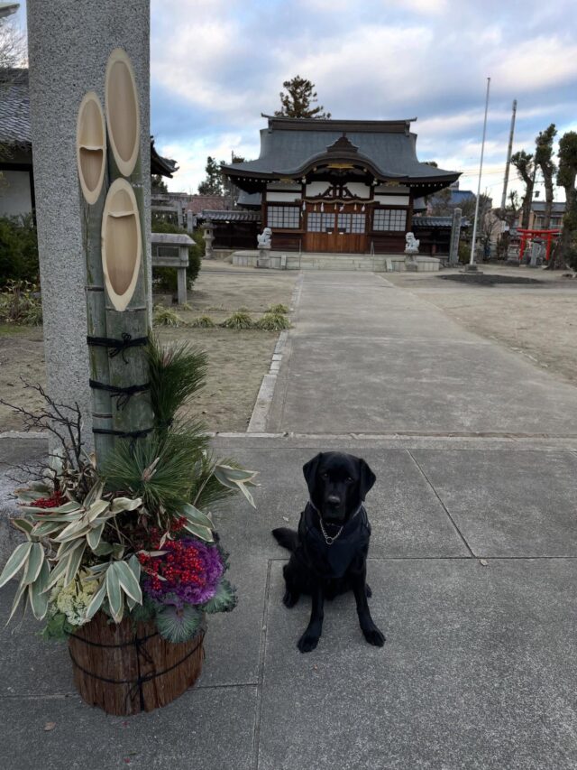 明けましてありがとうございます✨
今年もよろしくお願いします🙇
お仕事ほぼ引退してますがアンサーは元気です😊
#ラブラドールレトリーバー
#国府宮神社
#稲葉神社
#初詣
#ドッグトレーニング