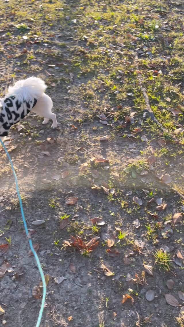 ツムをロングリードでお散歩✨
楽しそうです😊
#ミックス犬
#ワイルドネイチャープラザ