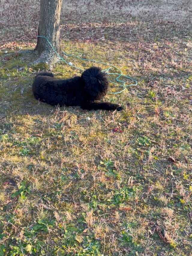 ゴールデンドゥードゥルのウィルとSUNNYDAYSKITCHEN
に行きました😊
凄いお利口さんでした✨
稲沢公園で休止の練習や脚足行進など色々練習したので家でゆっくり寝てました🤣

出張ドッグトレーナー
GOOTRAINGING
川辺琢也
愛知県稲沢市　一宮市　江南市他
TEL 080-3076-2796
https://gootraining.com/
#gootraining
#犬のしつけ
#訓練士
#イヌスタグラム
#ゴールデンドゥードゥル