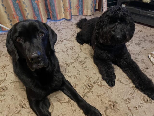 ゴールデンドゥードゥルのウィルとシェルティのハルが幼稚園でやって来ました‼️
ハルはトイプードルのアヤと一緒に頑張りました😊
アンサーはお家でのしつけの時にお手伝いしてくれます✨

出張ドッグトレーナー
GOOTRAINGING
川辺琢也
愛知県稲沢市　一宮市　江南市他
TEL 080-3076-2796
https://gootraining.com/
#gootraining
#犬のしつけ
#訓練士
#イヌスタグラム
#稲沢公園