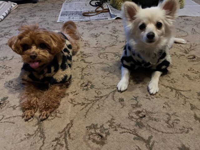 ツムとアオがホテルでやって来ました😊
ツムはお家に慣れてますがアオはどうかなって思ってましたがすぐに慣れてゴロゴロしてました‼️
アンサーは最近家で退屈してるのでいい刺激になったかな😏

出張ドッグトレーナー
GOOTRAINGING
川辺琢也
愛知県稲沢市　一宮市　江南市他
TEL 080-3076-2796
https://gootraining.com/
#gootraining
#犬のしつけ
#訓練士
#イヌスタグラム
#ドッグトレーニング