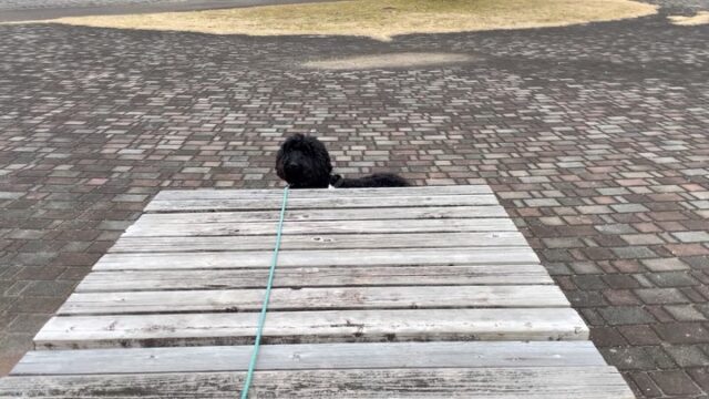 ゴールデンドゥードゥルのウィルの訓練です✨
遠隔でのコマンドが少し苦手なので😅
座れからの伏せの時に近づいてくるので間に障害物を挟んで練習します‼️
距離が離れると成功確率も落ちるのも課題ですが頑張っていきましょう😊
うちに帰って来たら疲れて寝てました✨
アンサーは退屈でゴロゴロしてました😅

出張ドッグトレーナー
GOOTRAINGING
川辺琢也
愛知県稲沢市　一宮市　江南市他
TEL 080-3076-2796
https://gootraining.com/
#gootraining
#犬のしつけ
#訓練士
#イヌスタグラム
#ラブラドールレトリーバー