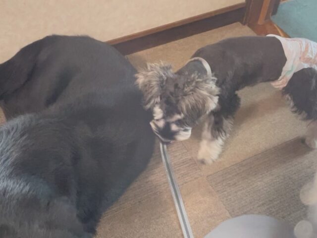 初めて幼稚園にきたミニチュアシュナウザーのユアン✨
４ヶ月でワクチンも終わってこれから社会化トレーニングの始まりです😊
まずはアンサー爺さんと挨拶しますが最初はドキドキしてるのが分かります😅
他の犬達とは上手に挨拶出来ました‼️
ただ電車やトラックは怖いみたいでテンパってました💦
ゆっくり慣れていければいいので頑張りましょう😊

出張ドッグトレーナー
GOOTRAINGING
川辺琢也
愛知県稲沢市　一宮市　江南市他
TEL 080-3076-2796
https://gootraining.com/
#gootraining
#犬のしつけ
#訓練士
#イヌスタグラム
#パピートレーニング