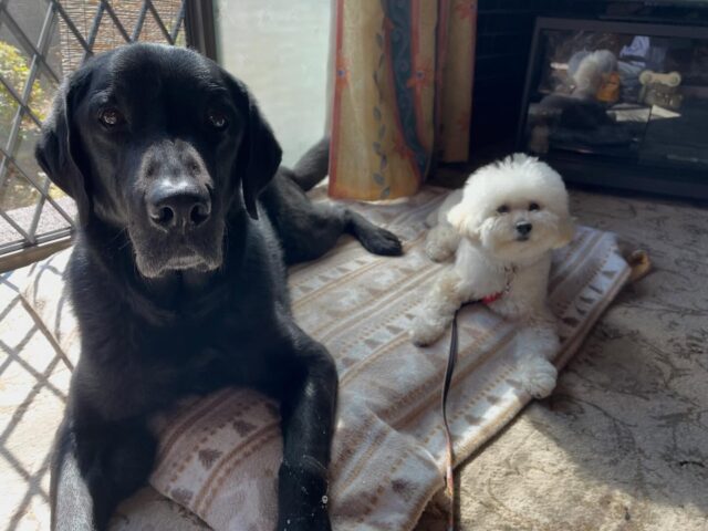 トイプードルのアヤとMIX犬のツムが幼稚園に来ました😊
アンサーと一緒に伏せの練習したり色々な場所に散歩行きました‼️
アヤは踏切で電車来るの待ってましたが電車が来るとちょっとビビッてしまいましたがそれ以外は凄いいい子でした✨
初めて来たうちでもすぐに家族に慣れて甘えてました😏

出張ドッグトレーナー
GOOTRAINGING
川辺琢也
愛知県稲沢市　一宮市　江南市他
TEL 080-3076-2796
https://gootraining.com/
#gootraining
#犬のしつけ
#訓練士
#イヌスタグラム
#トイプードル