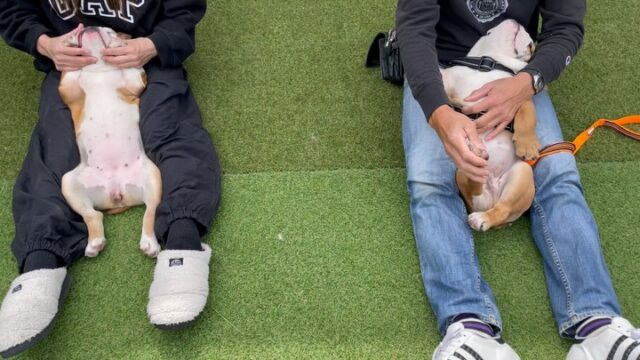 BULLDさんでパピー教室をさせていただきました😊
ブルドッグの４ヶ月の子犬達と幼稚園で来ていた５ヶ月のユアンが参加しました‼️
仰向けトレーニングやタッチトレーニングは慣れてないと最初難しいです😓
ユアンはブルドッグ二頭のテンションに圧倒されてましたが途中から挨拶出来る距離まで寄れるようになってます‼️
お散歩は慣れてない子はなかなか歩けないのでまずはゆっくり歩く事から始めると良いですね✨
みんなお疲れ様でした😊

出張ドッグトレーナー
GOOTRAINGING
川辺琢也
愛知県稲沢市　一宮市　江南市他
TEL 080-3076-2796
https://gootraining.com/
#gootraining
#犬のしつけ
#訓練士
#イヌスタグラム
#犬の幼稚園