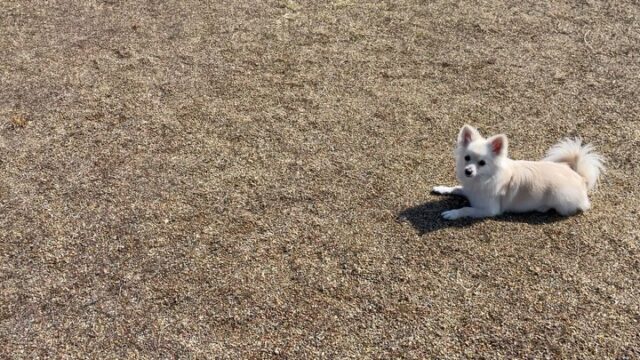 ツムの幼稚園です✨
ボールが大好きでとにかく大興奮‼️
コマンドトレーニングに取り入れて上手くコントロールする練習しましたが、なかなか難しい💦
その後はアヤと稲沢公園でトレーニングしましたが上手に出来ました😊
アンサーもお家にいる時は一緒に頑張ってます‼️
ゆっくり頑張ろう✨

出張ドッグトレーナー
GOOTRAINGING
川辺琢也
愛知県稲沢市　一宮市　江南市他
TEL 080-3076-2796
https://gootraining.com/
#gootraining
#犬のしつけ
#訓練士
#イヌスタグラム
#犬の幼稚園