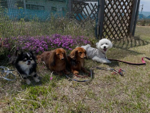 ネネが幼稚園でやって来ました✨
午前中はドッグランでダックスのチャメとファニー、チワワのチョコと一緒にトレーニング‼️
最初3頭見た時は大興奮でしたが次第に落ち着いてきて一緒に頑張りました😊
午後からはゴールデンドゥードゥルのウィルと一緒にトレーニング‼️
2頭で散歩しましたがネネは初めての場所で興奮しまくりです😅
今日は朝から蒸し暑かったですがよく頑張りました✨

出張ドッグトレーナー
GOOTRAINGING
川辺琢也
愛知県稲沢市　一宮市　江南市他
TEL 080-3076-2796
https://gootraining.com/
#gootraining
#犬のしつけ
#訓練士
#イヌスタグラム
#トイプードル