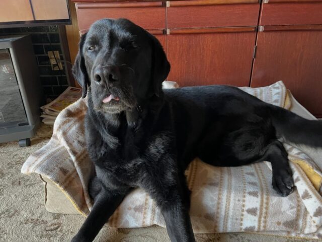 今週アンサーの肘にできた脂肪腫の手術をしました。
相当大きくなったので思いきって決断しました💦
手術は無事に終わったので迎えに行ったら、さすが食欲の塊で普通なら全身麻酔で元気ないのにもうご飯食べたくて凄いテンション😅
ご飯食べた後も兄家族が来てまたテンション上がってご機嫌で安静とはほど遠い状態で室内で係留してます😓
切除した部位を見せてもらったのですが、最初見た時はなんなのか分からないくらい大きく、デカいホルモンみたいな物体って印象です💦
見た目もより大きく11針縫ったので完全に傷口が塞がるには当分日数が行くと思います。
ひとまずアンサーも元気に戻ってきたので安心ですが安静するのが苦手なのでまだまだ注意しないといけないです😥

出張ドッグトレーナー
GOOTRAINGING
川辺琢也
愛知県稲沢市　一宮市　江南市他
TEL 080-3076-2796
https://gootraining.com/
#gootraining
#犬のしつけ
#訓練士
#イヌスタグラム
#ラブラドール