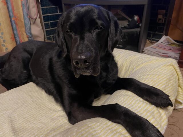 アンサーの傷口の抜糸が終わりました‼️
抜糸直後は多少出血もありましたが今では完全に塞がりました👍
ただ病理検査の結果が良くなかったです😓
今回手術でとった腫瘍は悪性の肉腫でした💦
全部ではなく一部ですが。
ただ転移してる事はなくグレート1で取ってしまうのが1番だったみたいです。
前脚の手術なので全て取りきれたかは分からないので同じ場所でまた大きくなるかもしれないので定期的にチェックしてそのつど獣医さんと話し合って対応出来ればと思います😓
ひとまず無事に手術も抜糸も終わって今は元気モリモリなので良かったです✨

出張ドッグトレーナー
GOOTRAINGING
川辺琢也
愛知県稲沢市　一宮市　江南市他
TEL 080-3076-2796
https://gootraining.com/
#gootraining
#犬のしつけ
#訓練士
#イヌスタグラム
#ラブラドールレトリーバー