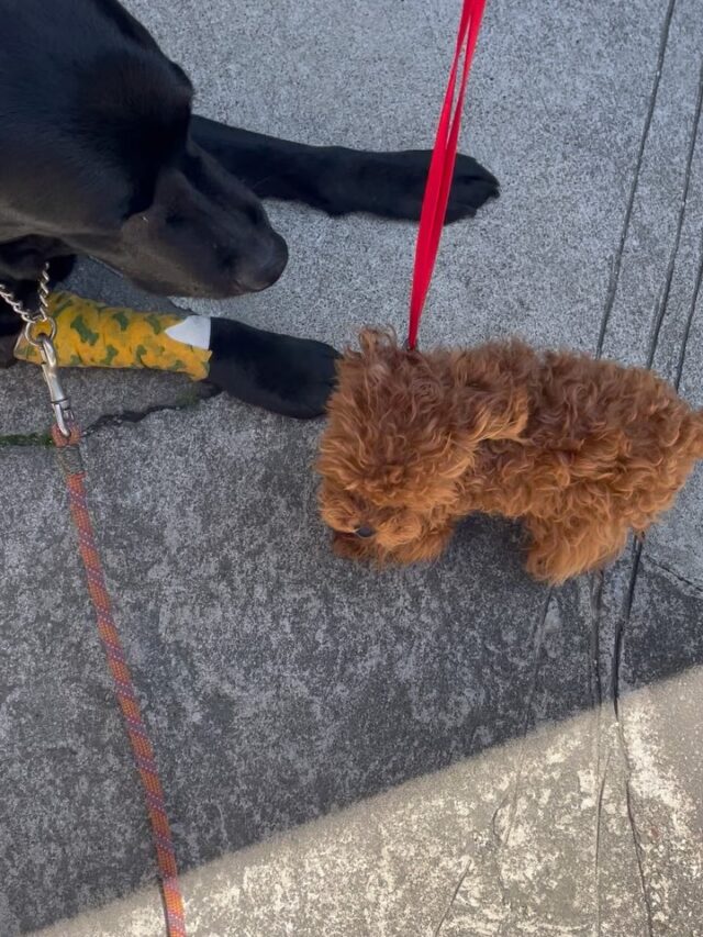 トイプードルのモコが初幼稚園です‼️
まずはワイルドネイチャープラザでお散歩🦮
その後アンサーと初対面でしたが上手に挨拶出来ました😊
夕方からも稲沢公園行ったりカインズでカートに乗って社会化トレーニングしたりと頑張りました✨
ほんと体が小さくて公園では多くの人にかわいいと多くの方に触っていただきました‼️
物怖じせず人や犬、環境にゆっくり慣れていけるといいですね😊

出張ドッグトレーナー
GOOTRAINGING
川辺琢也
愛知県稲沢市　一宮市　江南市他
TEL 080-3076-2796
https://gootraining.com/
#gootraining
#犬のしつけ
#訓練士
#イヌスタグラム
#トイプードル