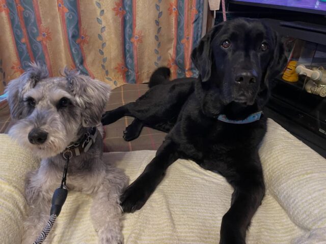 アランが初幼稚園です😊
トイプードルのロクと一緒にワイルドネイチャープラザでトレーニング‼️
上手に挨拶出来ました✨
アンサーとは微妙な距離感でお互い緊張感ありますね😅
それでも伏せはしっかり出来ました‼️
今回初めての幼稚園という事で最初はどうなるかなって思っていましたが思っていたより上手に挨拶出来たりコマンド練習出来ました😊

出張ドッグトレーナー
GOOTRAINGING
川辺琢也
愛知県稲沢市　一宮市　江南市他
TEL 080-3076-2796
https://gootraining.com/
#gootraining
#犬のしつけ
#訓練士
#イヌスタグラム
#ミニチュアシュナウザー