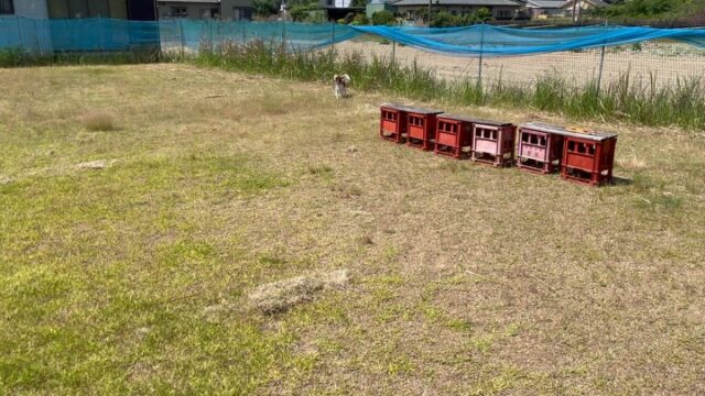 キャバリアのムーが幼稚園にやって来ました😊
午前中はドッグランでしつけの予定でしたが、暑すぎたのでアクアトト岐阜でのお散歩トレーニングに変更です💦
日陰はまだマシなのでいい暑さ慣れになったかな😅
お家でしっかり休んで夕方からはワイルドネイチャープラザでトレーニングです‼️
ロングリードを使って伏せや呼び戻しの練習しましたが上手に出来ました😊

出張ドッグトレーナー
GOOTRAINGING
川辺琢也
愛知県稲沢市　一宮市　江南市他
TEL 080-3076-2796
https://gootraining.com/
#gootraining
#犬のしつけ
#訓練士
#イヌスタグラム
#キャバリア