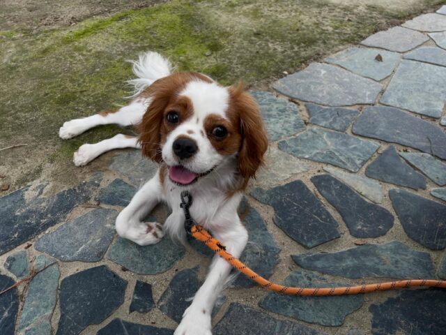キャバリアのムーが幼稚園にやってきました😊
ムーは今回もめっちゃ元気でお散歩も大興奮💦
伏せなどのコマンドは良くできますが散歩トレーニングが苦手です😅
引っ張り癖が強いのでリーダーウォークの練習が中心です‼️
ミニュチュアシュナウザーのジョンとのトレーニング中も頑張りました✨

出張ドッグトレーナー
GOOTRAINGING
川辺琢也
愛知県稲沢市　一宮市　江南市他
TEL 080-3076-2796
https://gootraining.com/
#gootraining
#犬のしつけ
#訓練士
#イヌスタグラム
#キャバリア