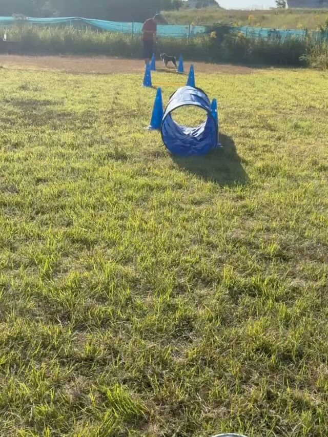 ミニチュアシュナウザーのユランが幼稚園にやって来ました‼️
今回初めてのアジリティトレーニングです🐕
トイプードルのアヤと一緒に怖がったり嫌がったりもなく頑張りました😊
その後ランで伏せや呼び戻し、脚測行進の練習もしましたが呼び戻しがちょっとおそい😅
アジリティは楽しそうに出来たので今後も頑張って行きます✨

出張ドッグトレーナー
GOOTRAINGING
川辺琢也
愛知県稲沢市　一宮市　江南市他
TEL 080-3076-2796
https://gootraining.com/
#gootraining
#犬のしつけ
#訓練士
#イヌスタグラム
#ミニチュアシュナウザー